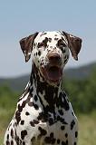 DALMATIEN 394